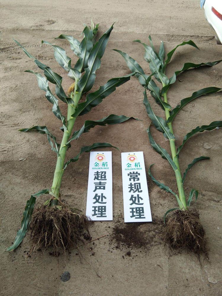 黑龍江雙鴨山市與佳木斯市的超聲波玉米、水稻種植田調(diào)查