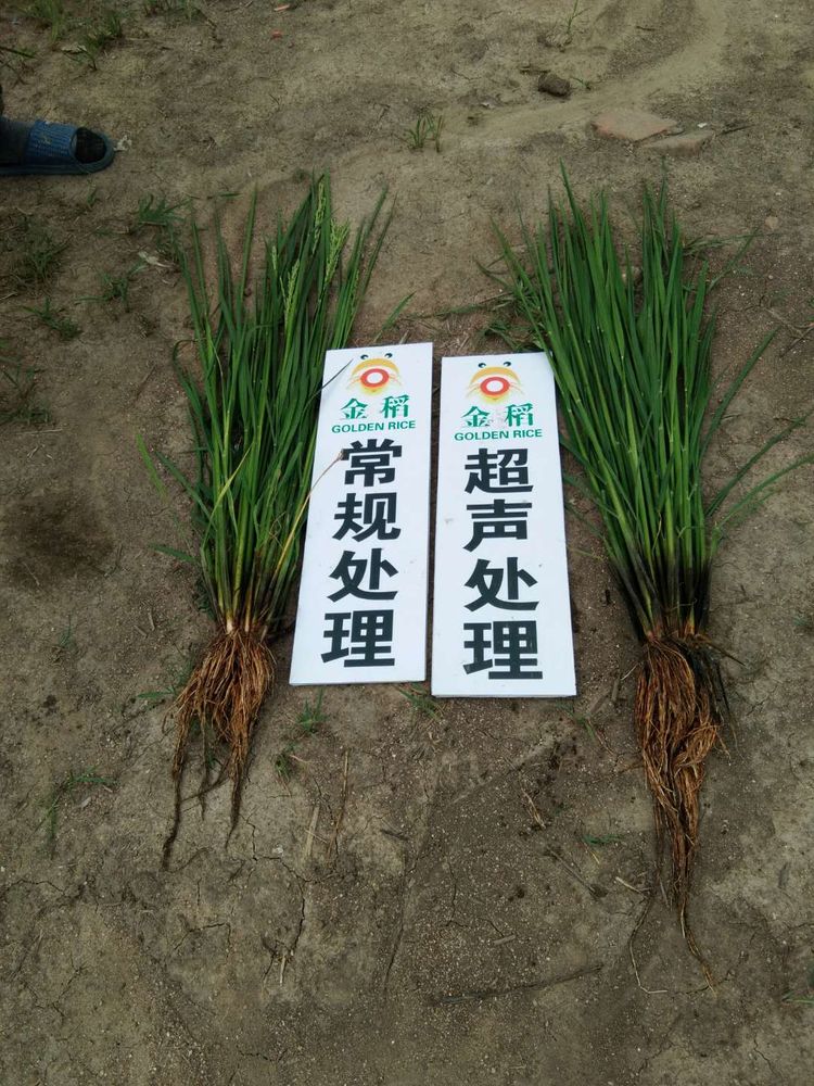 黑龍江雙鴨山市與佳木斯市的超聲波玉米、水稻種植田調(diào)查