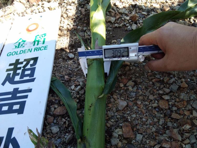 黑龍江雙鴨山市與佳木斯市的超聲波玉米、水稻種植田調(diào)查