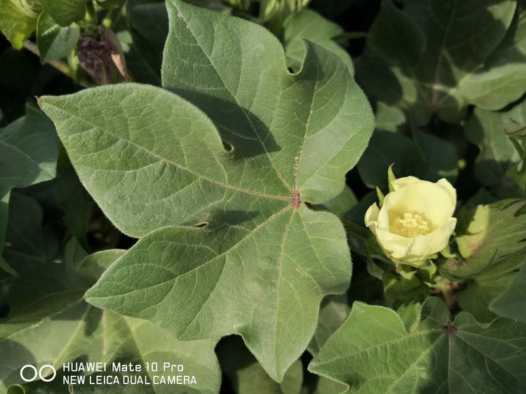 7月新疆超聲波棉花田田間調查